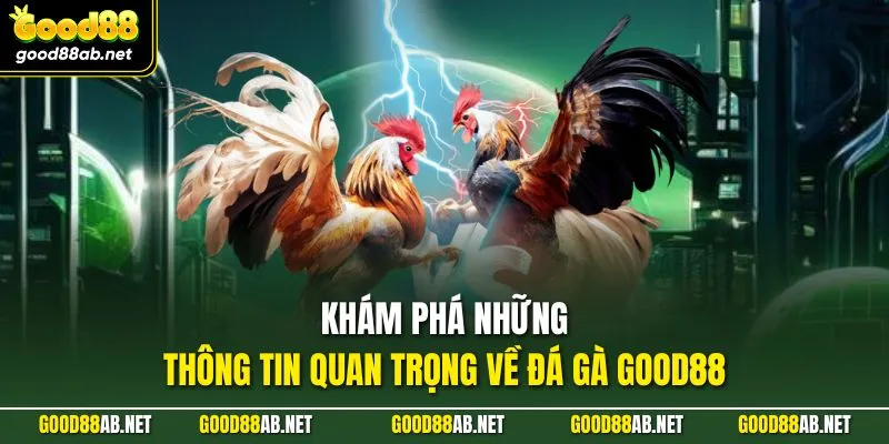 Khám phá những thông tin quan trọng về đá gà GOOD88