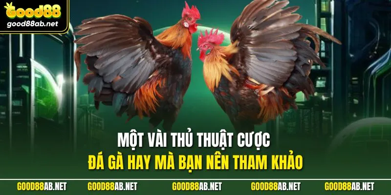 Một vài thủ thuật cược đá gà hay mà bạn nên tham khảo