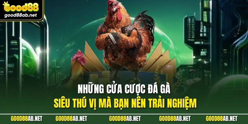 Những cửa cược đá gà siêu thú vị mà bạn nên trải nghiệm
