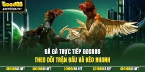 Đá Gà Trực Tiếp